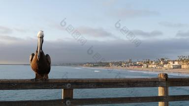 野生棕色（的）鹈鹕码头加州海洋海滩美国沿<strong>海派</strong>莱卡努斯大鸟大比尔嘴